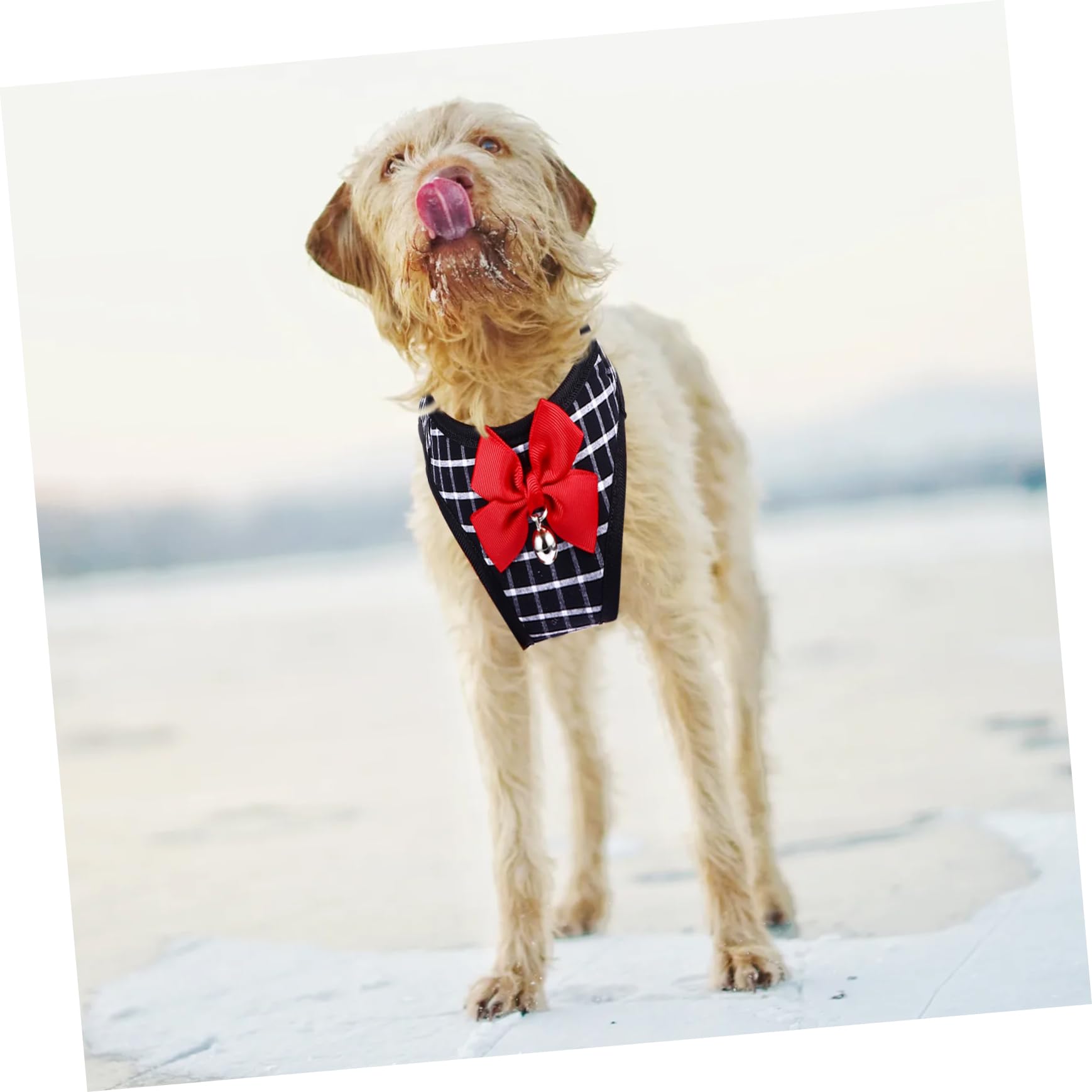 Housoutil 3pezzi Pettorina Per Cani Piccoli Con e Guinzaglio Vest e Traction Rope Comoda e Resistente Adatta Per Passeggiate e Attività All Aperto