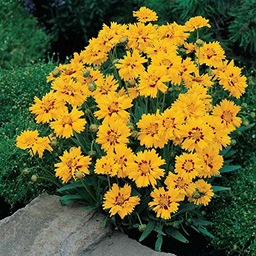 SUNFIRE COREOPSIS "Tickseed, Butter Daisy" NEW 20+ Perennial Seeds