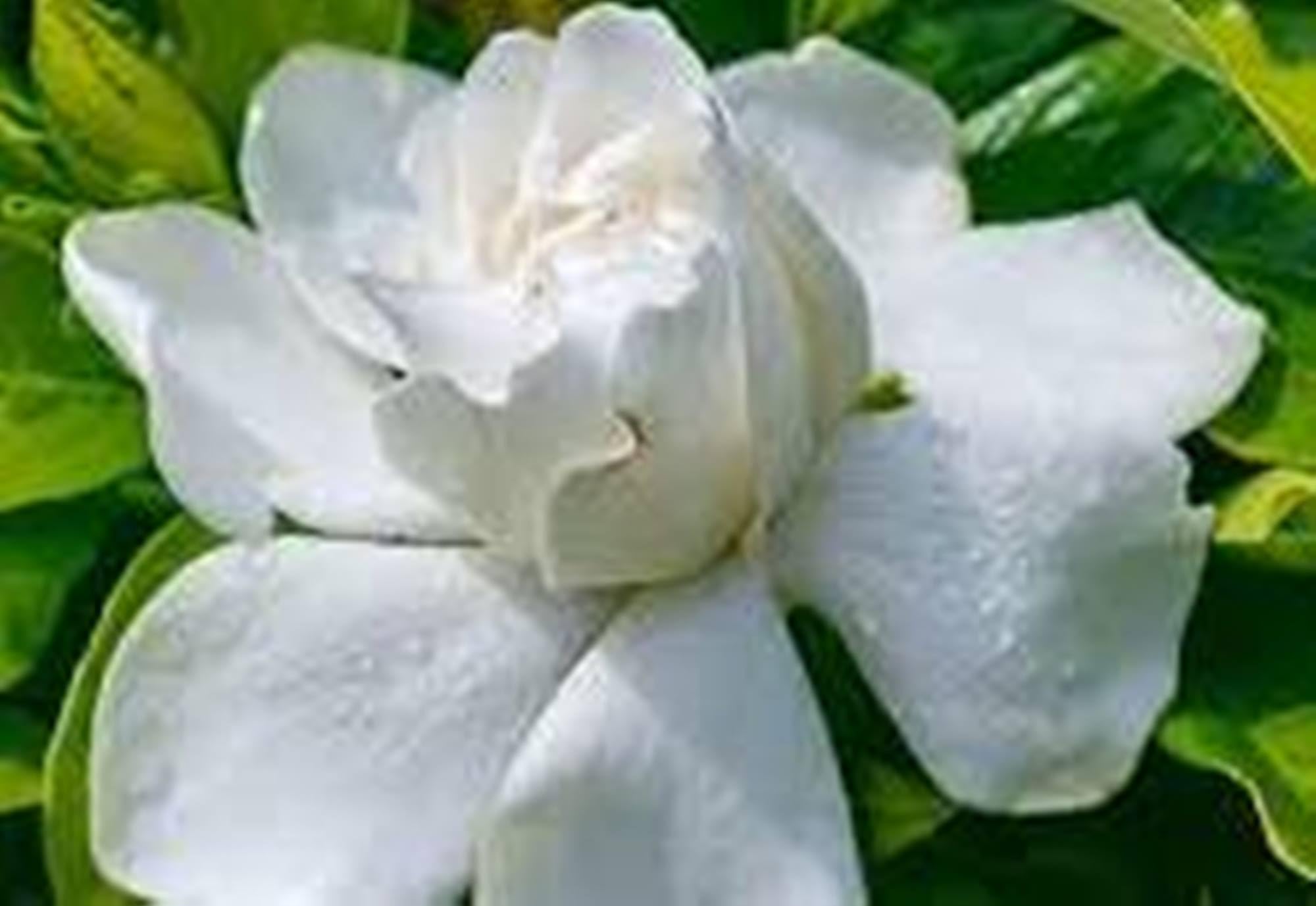 GREEN ISLAND Jasminoides Gandharaj (Hybrid) Flower Plant In Beautiful Pot (B0CJ741KTM) Amazon Price History, Amazon Price Tracker