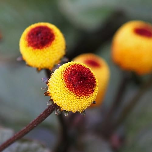 Miniatura 8 de Bulls Eye Toothache Plant Seeds (Spilanthes acmella) Cápsula de semillas congeladas de 40 semillas, planta semillas ahora + almacenamiento de