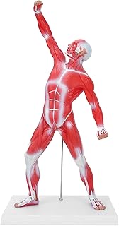 Modelo muscular humano, modelo de anatomia muscular multicolorido, modelo de sistema muscular, estudo de estrutura muscular, modelo muscular