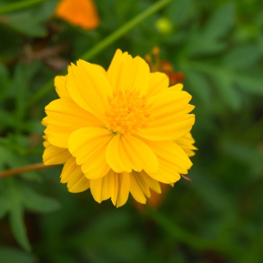 GROSEEDS - Annual Flowers, Cosmos - Carpet Formula Mix - FA-COS-01. 90 Seeds Minimum per Packet.