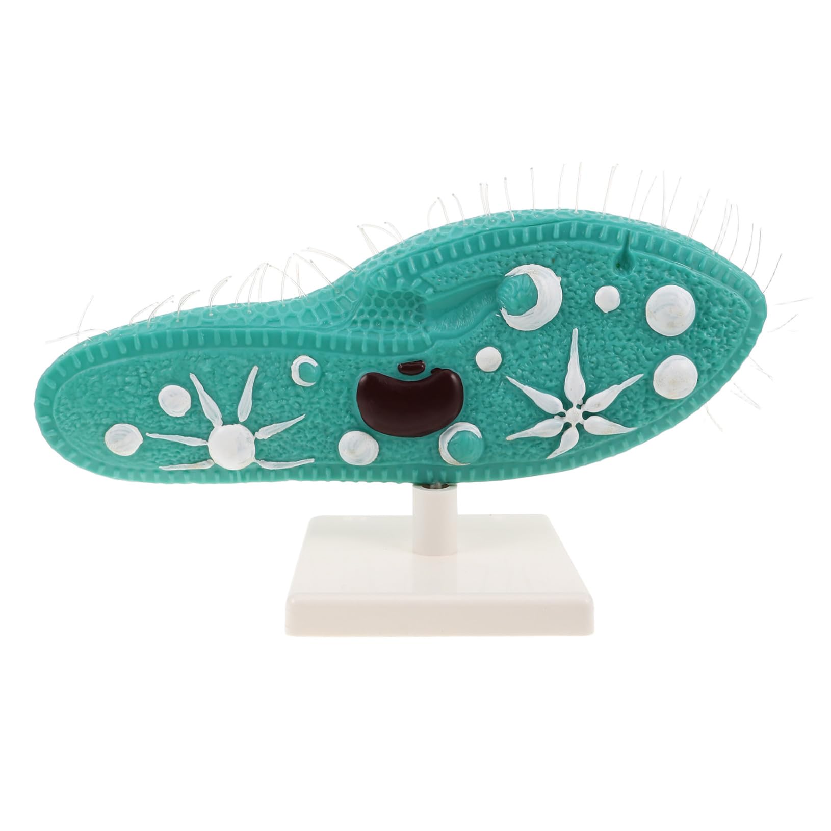TOYANDONA Anatomisches Pantoffeltierchen Modell mit Ständer aus PVC Detailliertes Ziliendesign Stabilem Stand für Naturwissenschaftlichen Biologieunterricht in Schule