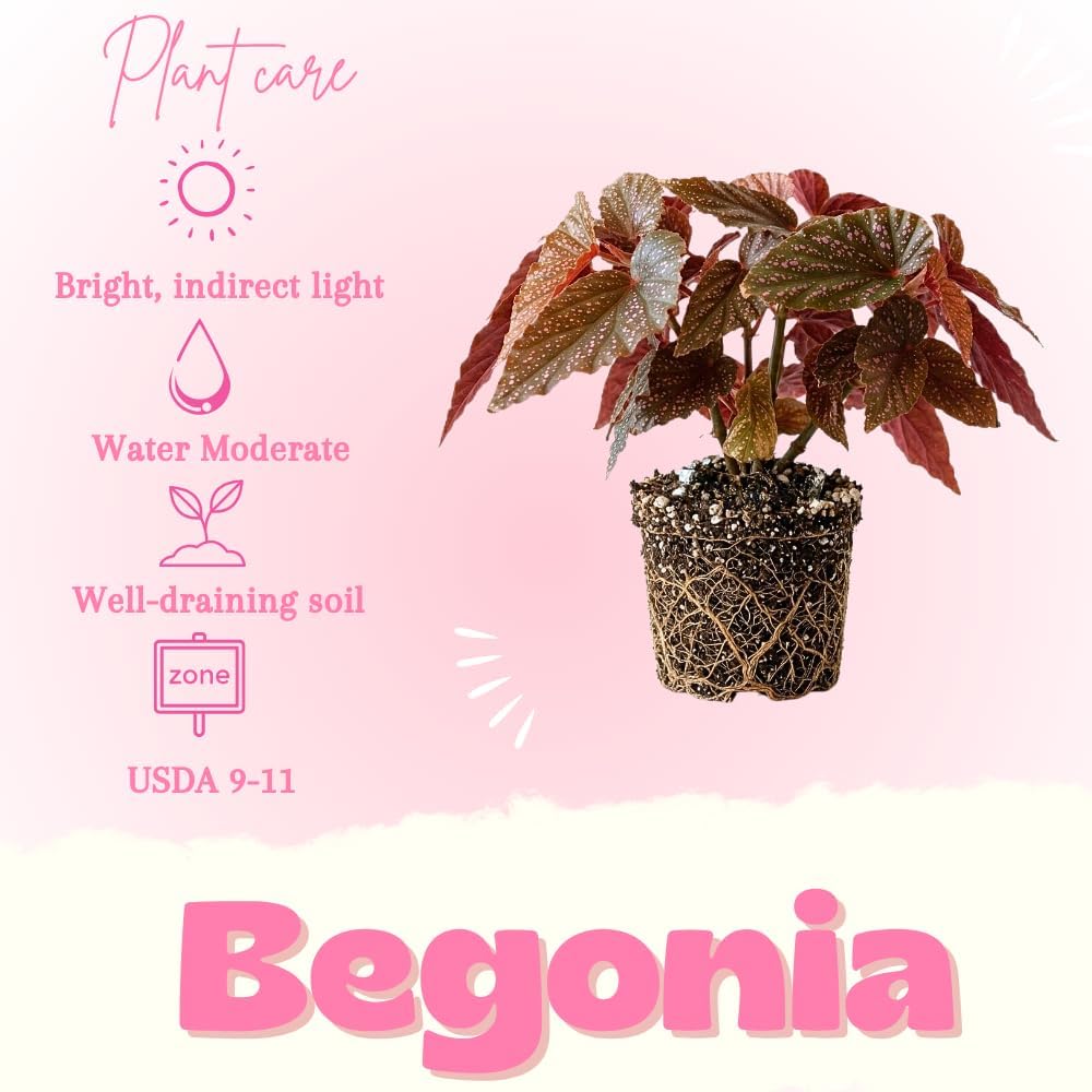 Begonia Live Plant, Begonias Live Plant, Rare Begonias Plants, 5-7 Inches in Height for Indoor Houseplant (Pink Leaf with White Spots Begonia)