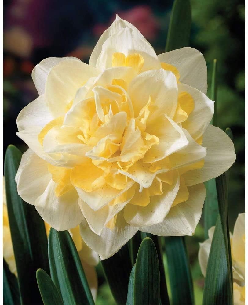 Daffodil White Lion 32 Bulbs Hardy Spring Flowering Plants by T&M
