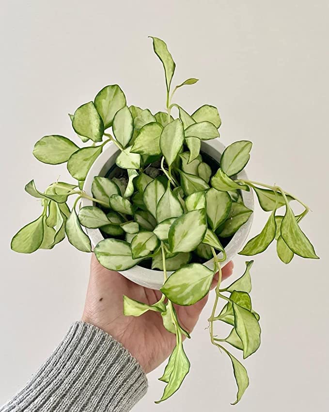 See full amazon price history chart for The Plant Paradise Hoya heuschkeliana Variegata Plant for Indoor & Outdoor Decoration with Plants The Plant Paradise Hoya heuschkeliana Variegata Plant for Indoor & Outdoor Decoration with Plants (B0BY26LM5K) Amazon Price History, Amazon Price Tracker