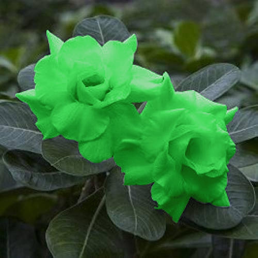 See full amazon price history chart for Adenium Live Plant Green Color Flower Adenium Live Plant Green Color Flower (B0CGRY9794) Amazon Price History, Amazon Price Tracker