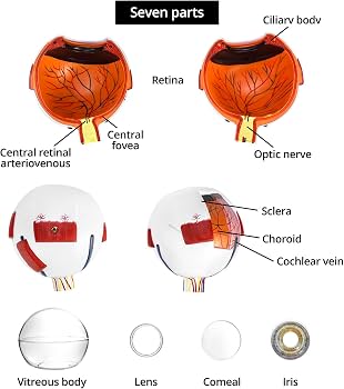 QWORK 6X Enlarged Human Eye Anatomy Model, 2 Pack Magnified