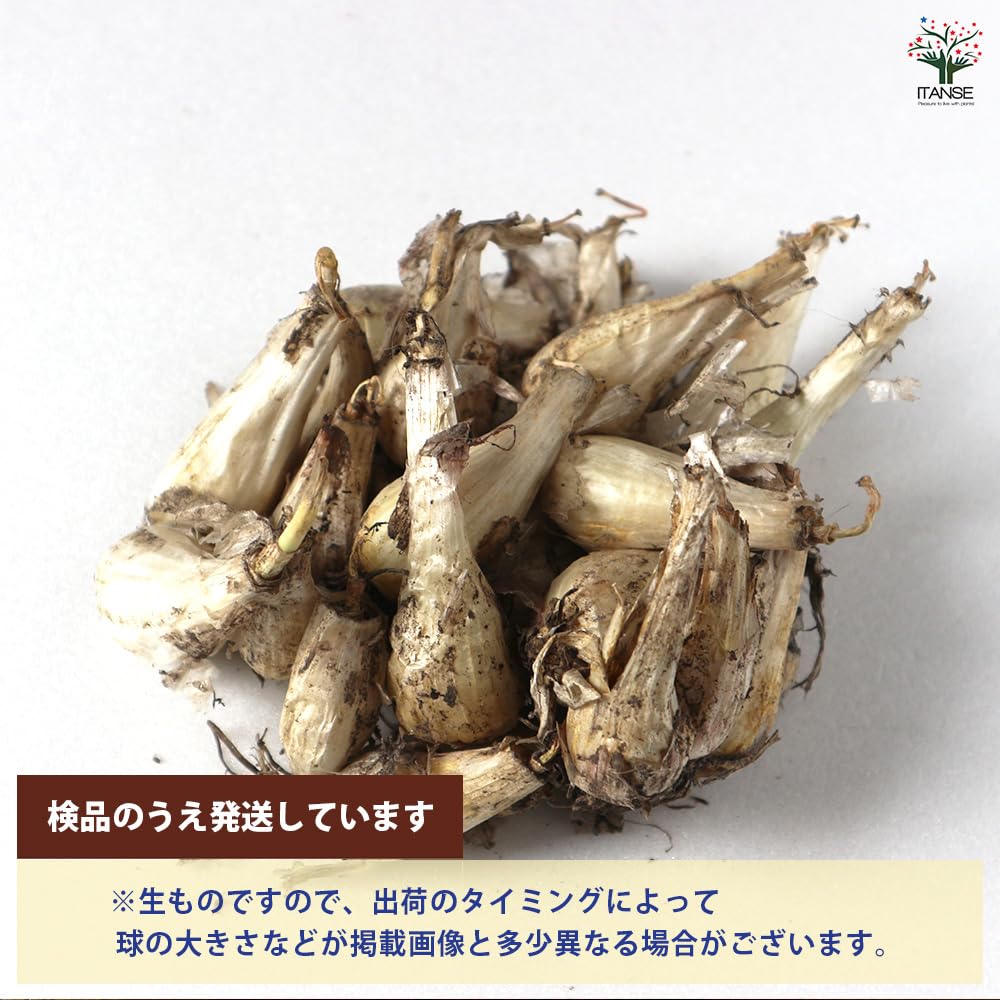 Amazon.co.jp: ITANSE 健康野菜球根 エシャレット【ネット詰め