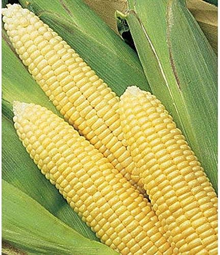 Early Sunglow Hybrid F1 Corn Seeds - Un amarillo regular dulce tipo delicioso (10 - semillas)