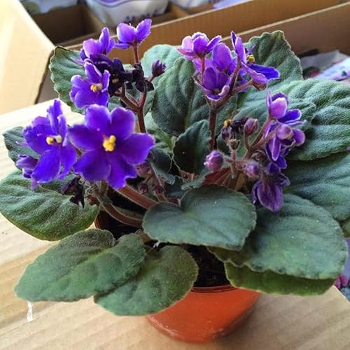 Miniatura 6 de Blue African Violets - Plantas vivas de color violeta africano, 4 en maceta, 4 a 6 pulgadas de largo
