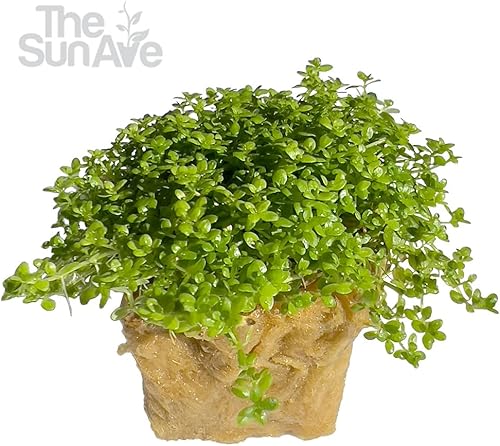 Miniatura 8 de The Sun Ave Bacopa Caroliniana - Tanque de peces de agua dulce con raíces (1 cubo)