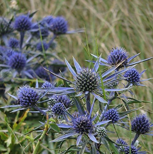30 Seeds of Perennial Eryngium amethystinum - Sea Holly. Outstanding Thistle-Like Flowers with Wondrous Color!