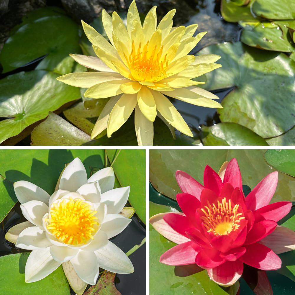 YouGarden Water Lily Trio Planting Kit, Red White Yellow, Hardy Pond Plants, Complete Grow Kit, Ready To Plant