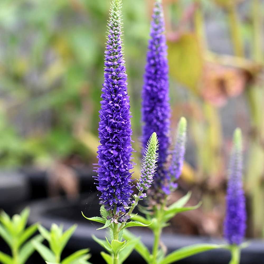 Amazon.co.jp: ベロニカ ハミングバード ブルー 3.5号ポット2個セット