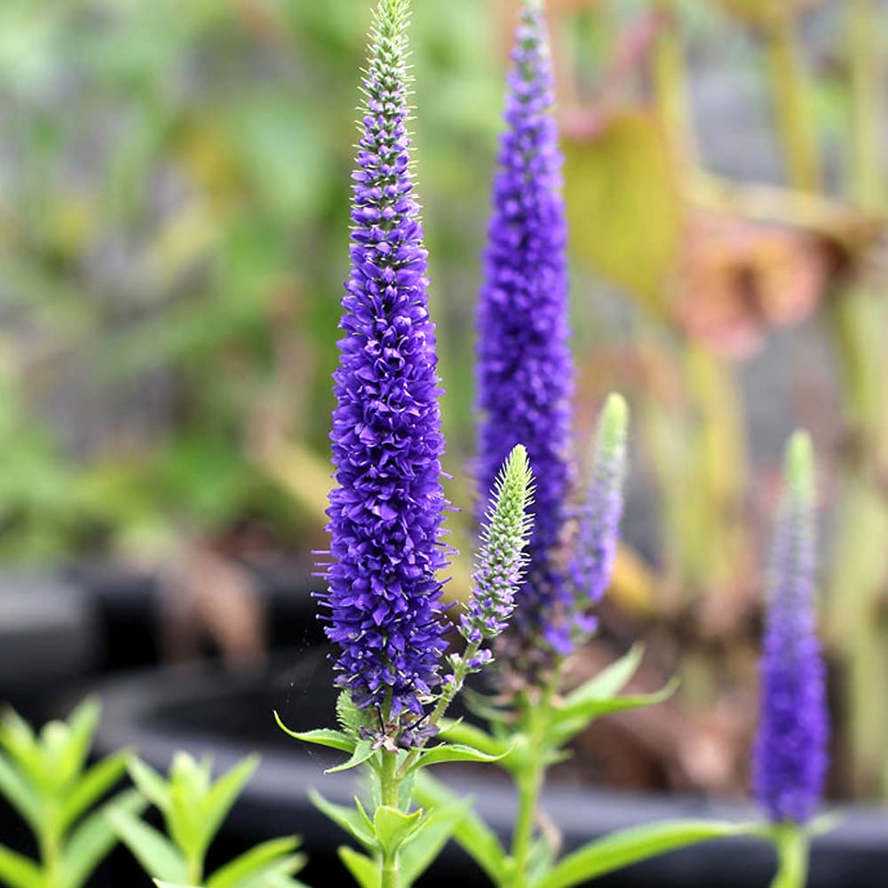 63＊暑さ寒さに強い宿根草ベロニカ（ハミングバード） 63＊暑さ寒さに強い宿根草ベロニカ（ハミングバード） 63＊暑さ寒さ