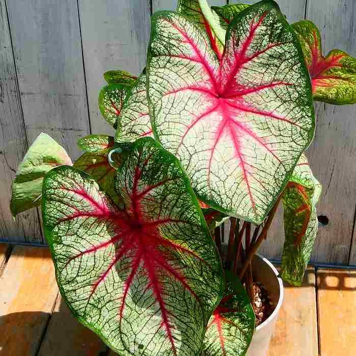Amazon | カラジューム 鉢植え 葉脈が赤 5号鉢 苗 観葉植物 カラジウム 