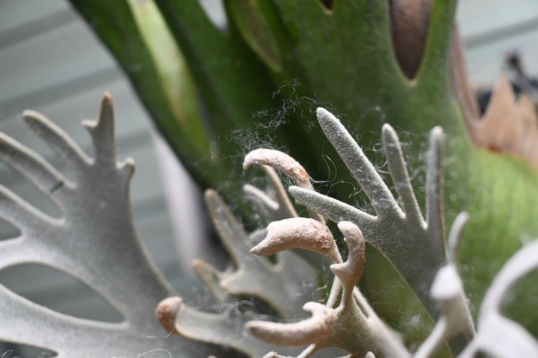 Amazon.co.jp: ビカクシダ 