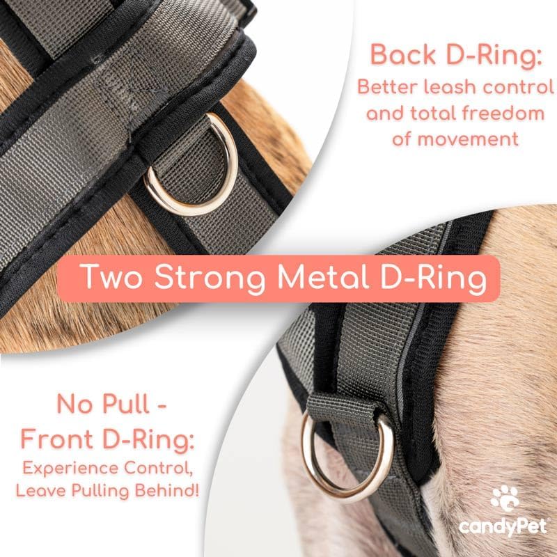 3-Punkt-Gurt, Anti-Ziehen, ideal für Lebreles: Italienischer Windhund, Whippet, Windhund, Podenco - sicher, atmungsaktiv und langlebig, perfekt zum Wandern, Training und Laufen, Anthrazit, M