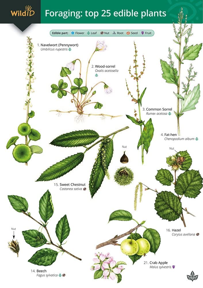 Foraging: Top 25 Edible Plants (WildID)