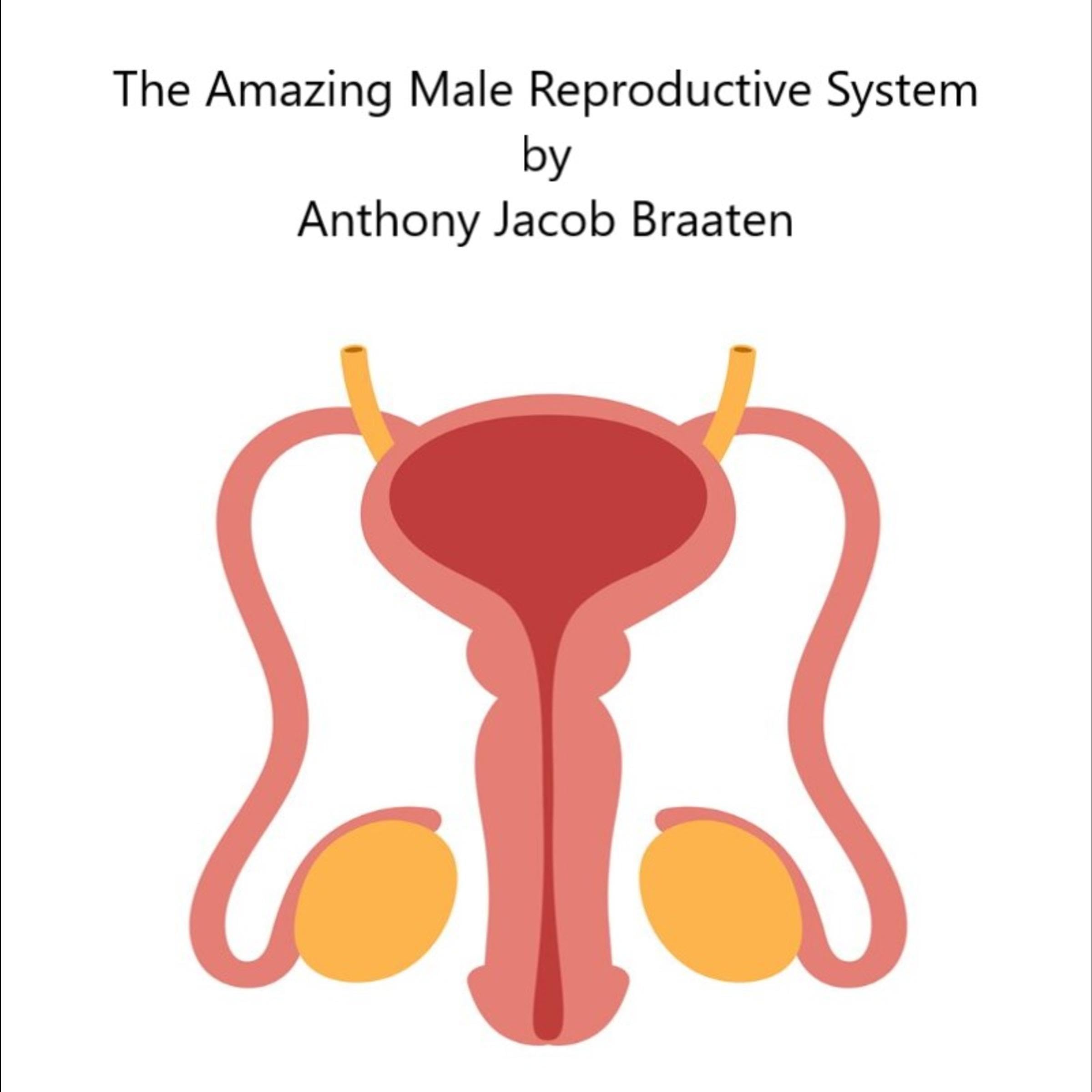 The Amazing Male Reproductive System