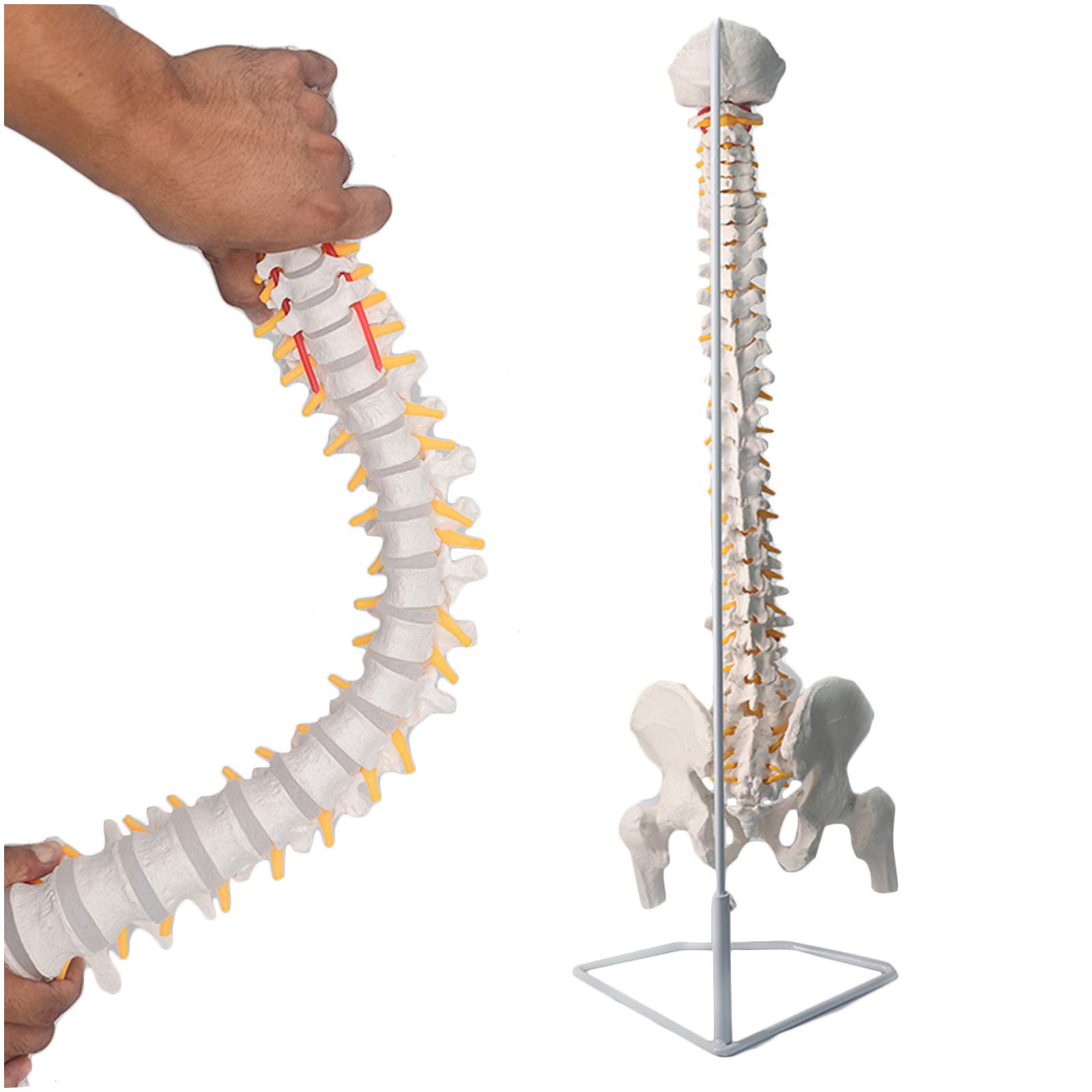 Buy Flexible Chiropractic Spine Model Spine Model Life Size, 29