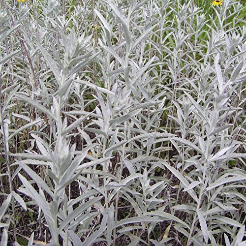 White Sagebrush Seeds Artemisia Ludoviciana, Louisiana Sage, Gray Sagewort Herbaceous Perennial Fragrant Garden Bed Border Outdoor 200Pcs Herb Seeds by YEGAOL Garden