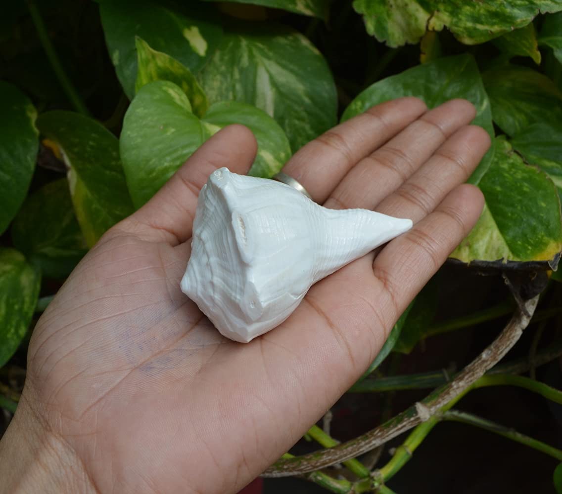 2.75" Rare Giant Dakshinavarti Conch/Dakshinavarti Shankha/Right Handed Conch~I-5394