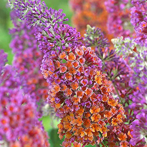 Buddleia 'Flower Power' Butterfly Bush Colourful Healthy Garden Plant in Pot