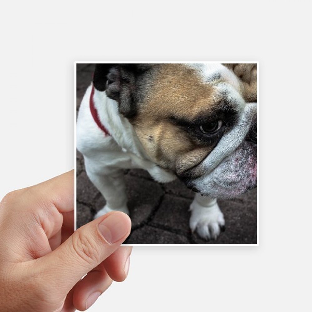 Sticker bouledogue pour ordi et valise - Décoration photo d'animaux 10cm