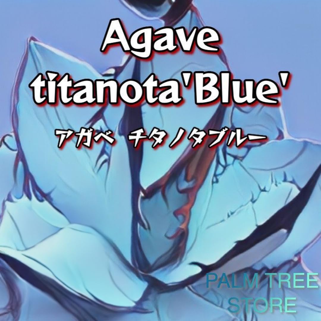 Amazon.co.jp: 【種子】アガベ チタノタブルー 20粒 Agave