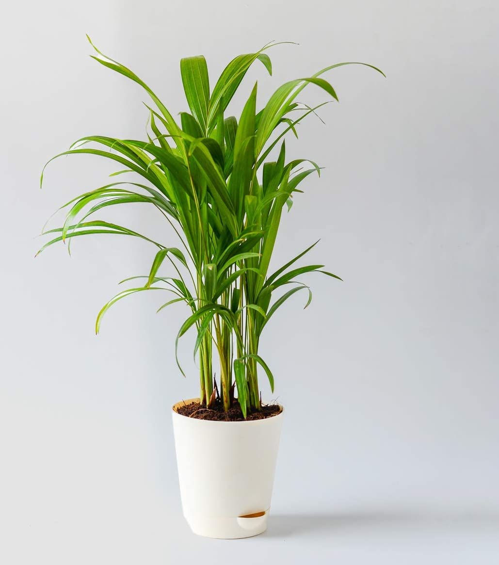 Cloud Farm Live Rare Areca Palm Indoor Air Purifying Low Maintenance