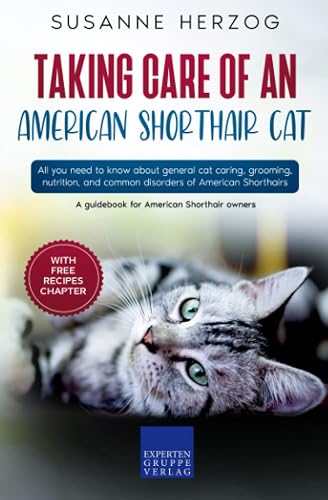 Taking care of an American Shorthair Cat: All you need