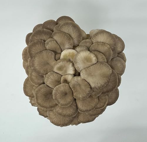 Miniatura 6 de Forest Origins Specialty Trio - Kit de cultivo de hongos ostra paquete de 3 variedades, apto para principiantes y fácil de usar, crece en 10 días,