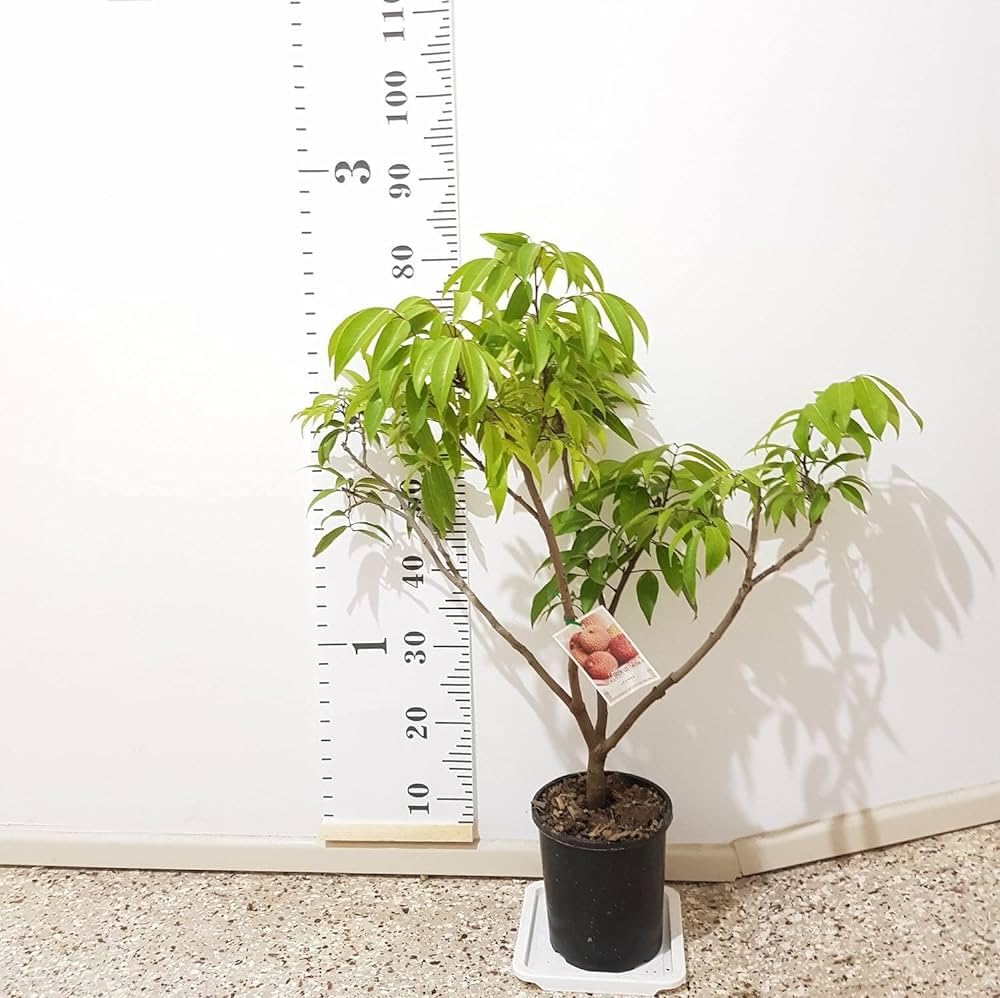 See full amazon price history chart for Lichi tree plant hybrid || grafted for Lichi tree plant hybrid grafted (pack of 2) Lichi tree plant hybrid || grafted for Lichi tree plant hybrid grafted (pack of 2) (B0CNRRCFJY) Amazon Price History, Amazon Price Tracker