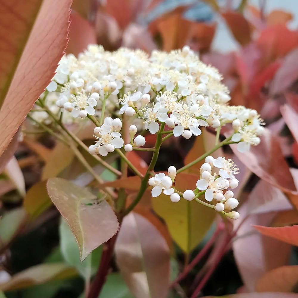 Semillas de photinia Red Robin, jardín, resistente, perenne para pleno sol interior, variedades tradicionales, 200pcs