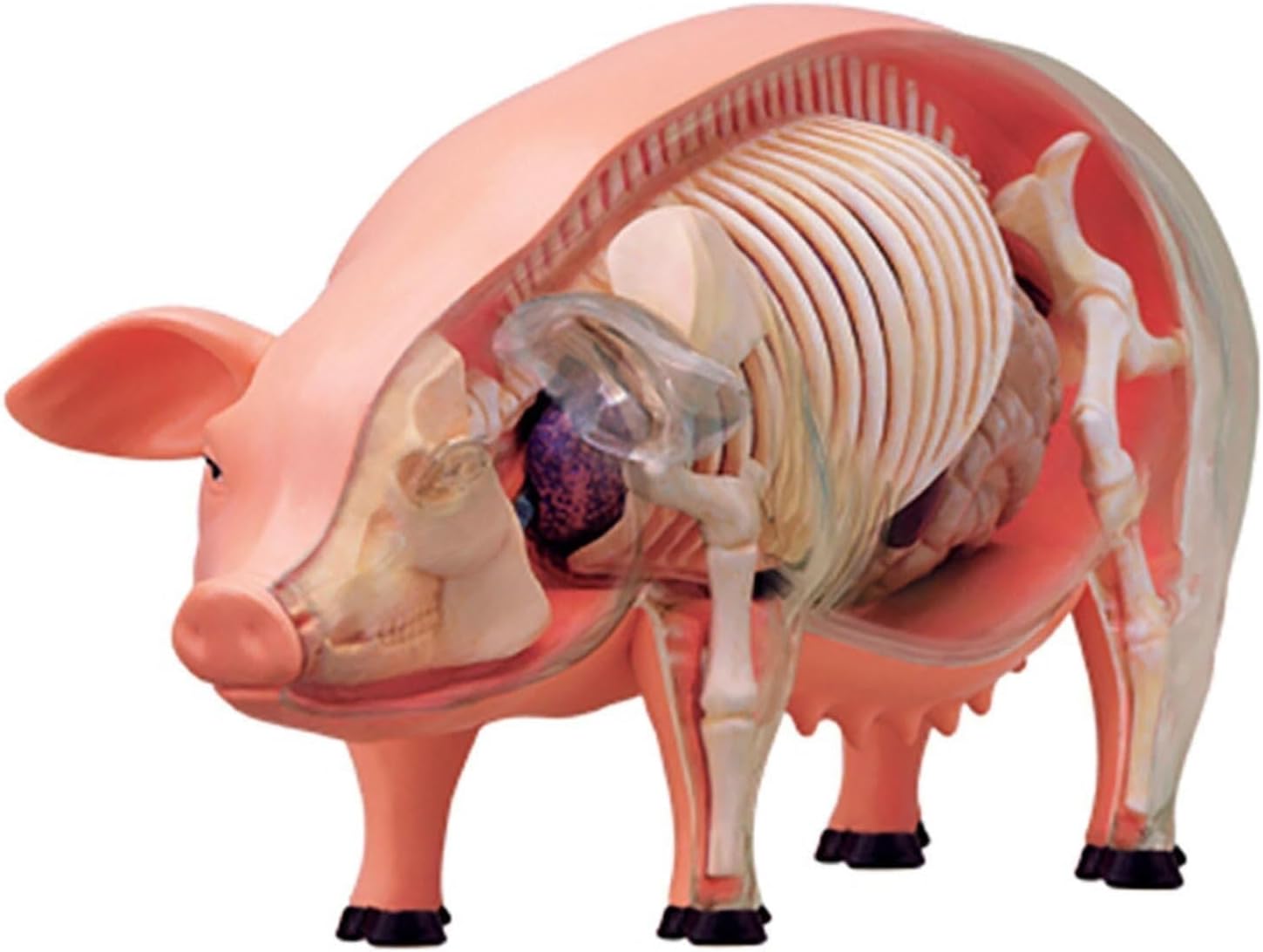 4D Pig Anatomical Model, Skeleton Model Anatomy Model, Detachable 19 Organs Body Parts Animal Model - Teaching Model for Medical Demonstration