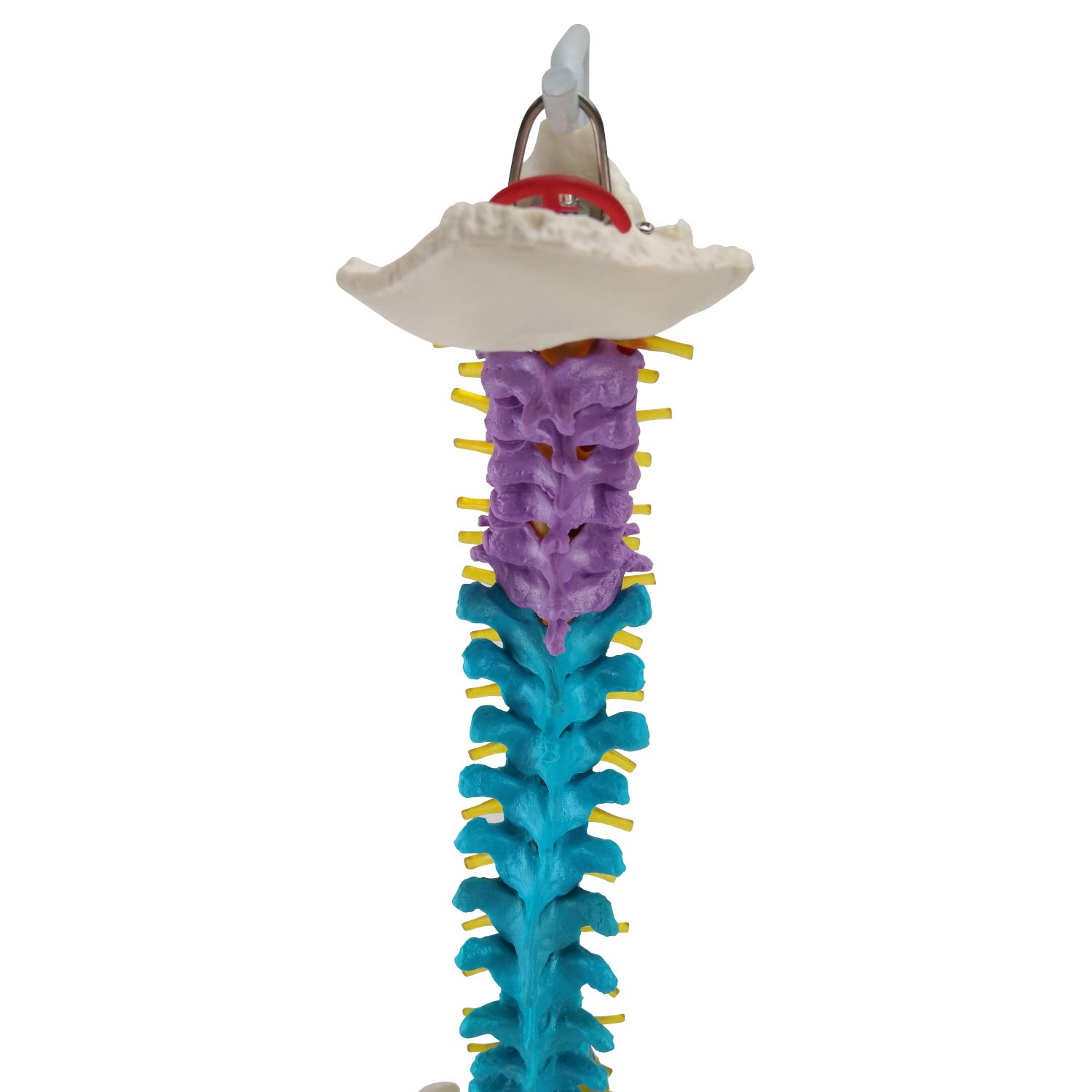 Flexible Wirbelsäule mit Becken und farbigen Wirbelsäulenabschnitten I lebensgroßes und detailliertes anatomisches Modell (ca. 85 cm) I inklusive Stativ