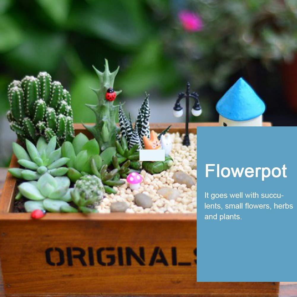 Succulenti E Piante Enormi Del Cactus Nelle Forme, In Vasi Da Fiori Dimensioni Lunghezze Differenti Su Struttura D Annata Fondo Image114479638