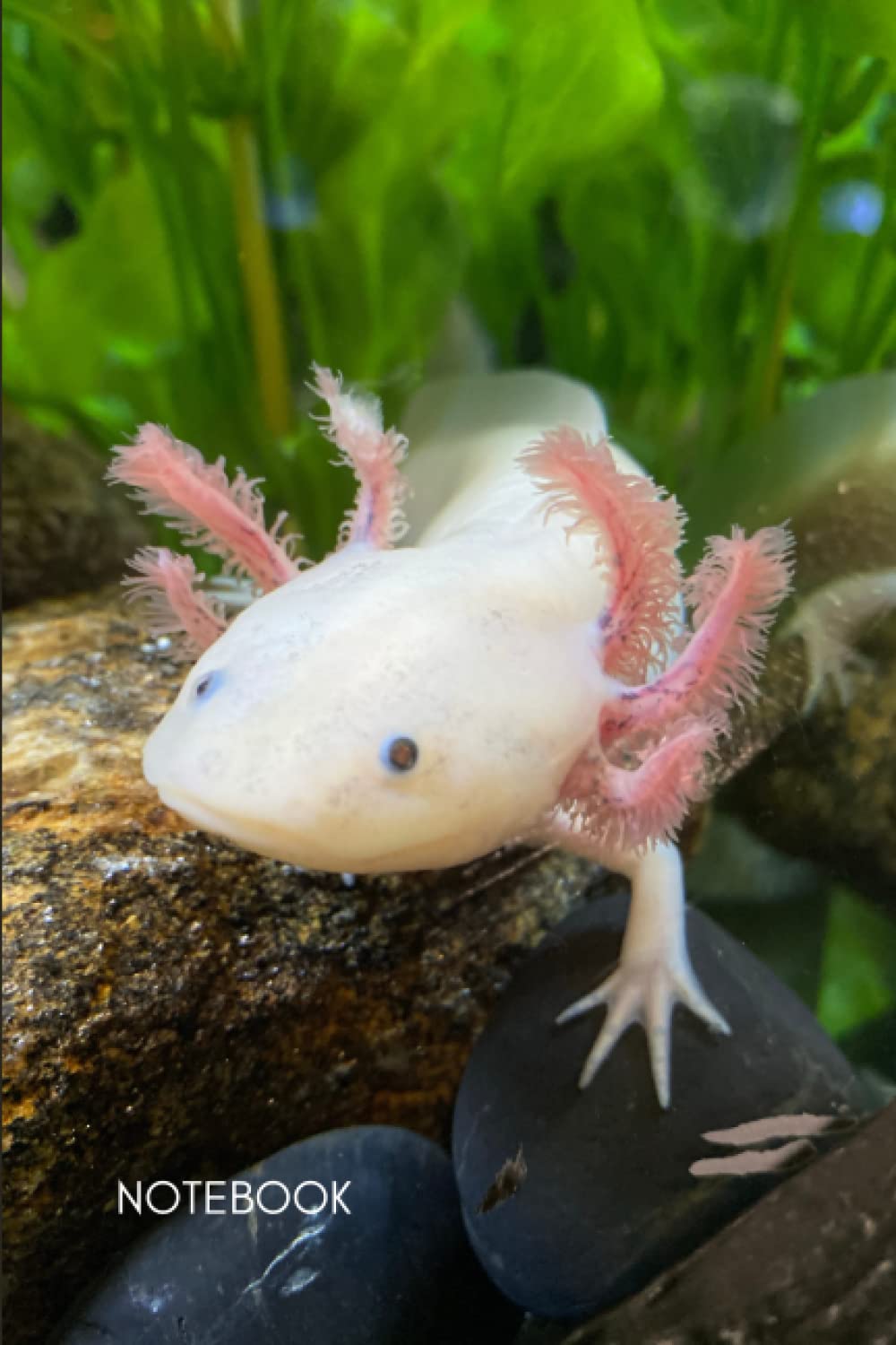 Axolotl Notebook: The Perfect Gift for Anyone who Loves Axolotls