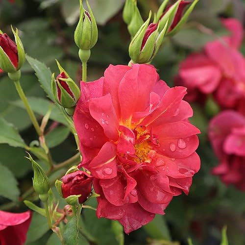 Miniatura 4 de Heirloom Roses Planta de rosas - Cinco de Mayo Rosa Naranja Roja, Planta Viva Floribunda para plantar al aire libre