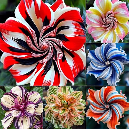 Roadoor 2000 PCS Hibiskus Samen für Das Pflanzen von Mehrjährigen Blumen Samen Grandiflora Hibiscus Nicht-gvo Samen für Home Yard Patio Stile misto