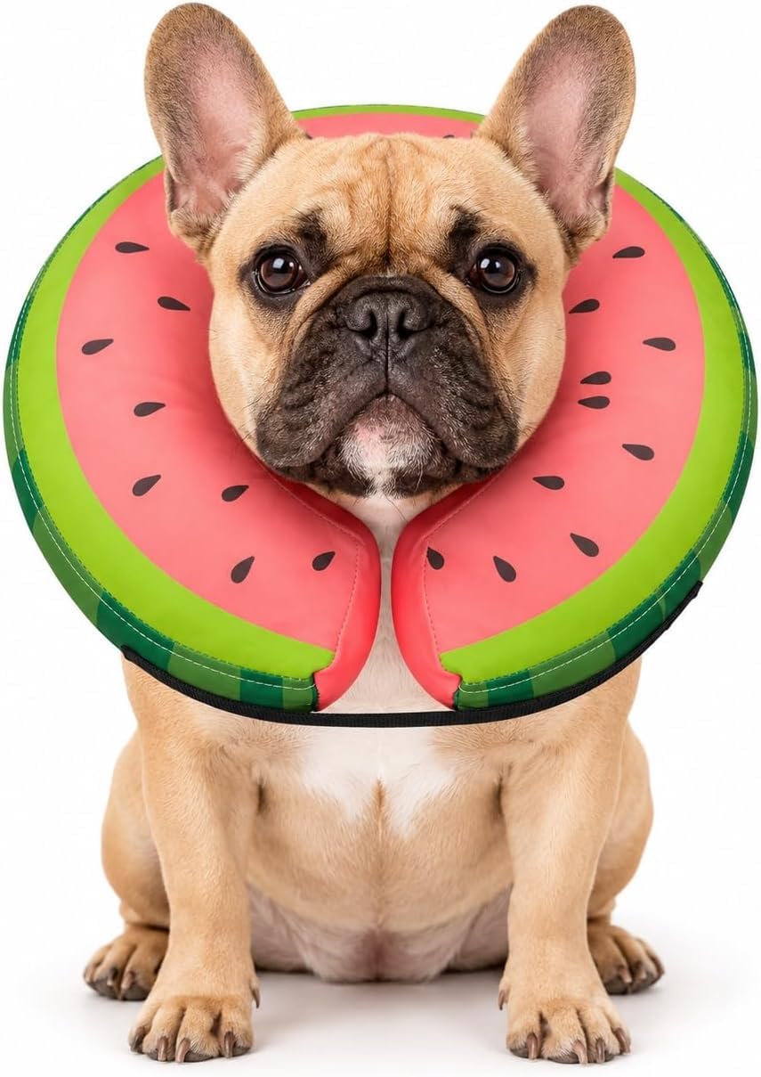 MIDOG Inflatable Dog Cone After Surgery, Donut Collar for Small Dogs, S