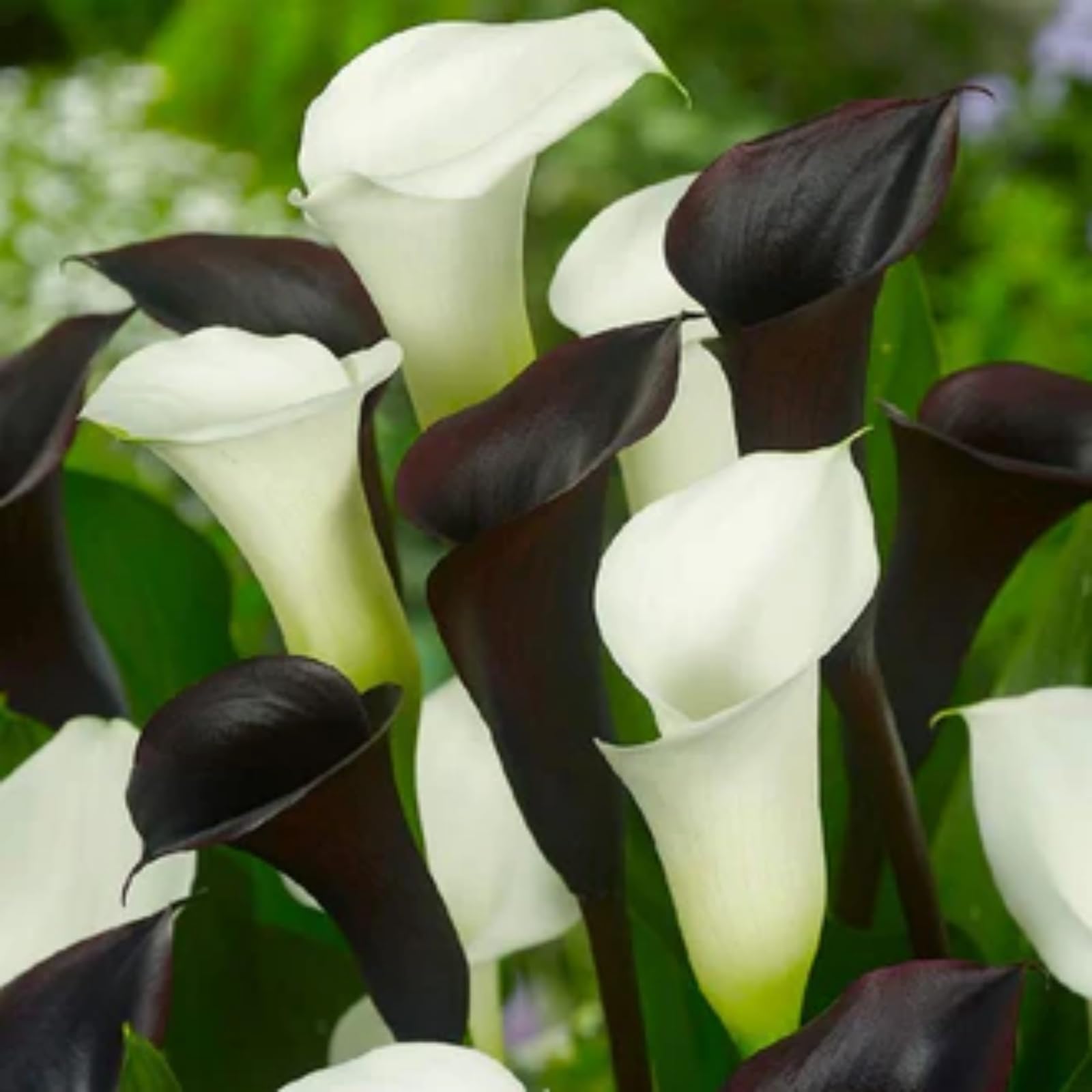 Calla Lily Bulbs.Strong Plants That Grow Well Mix Golden Jade Carving Feels Beautiful-6 Bulbs-C