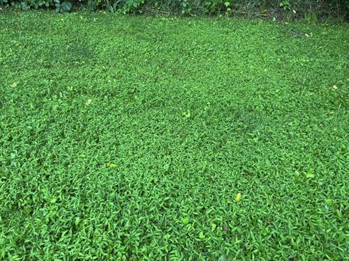 Here’s how to help scientists prevent the spread of invasive Japanese stiltgrass in Wisconsin