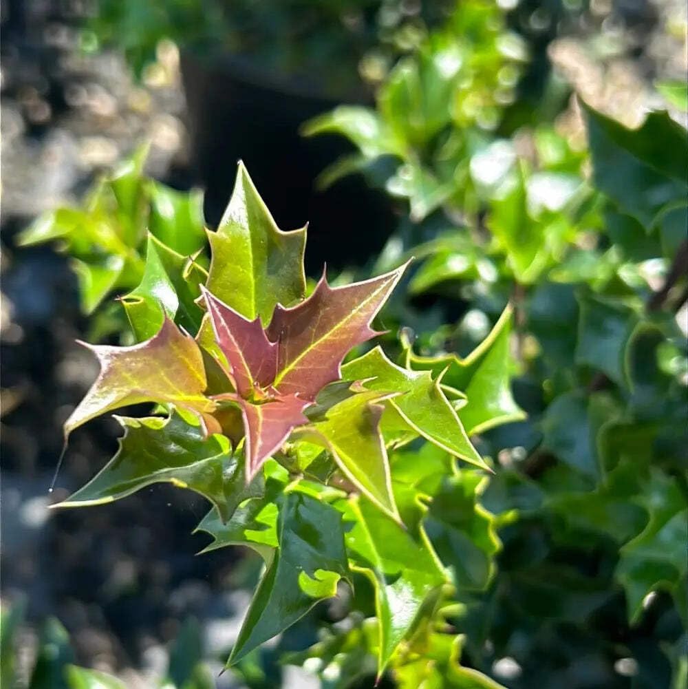 Dragon Lady Holly, 3 Gallon