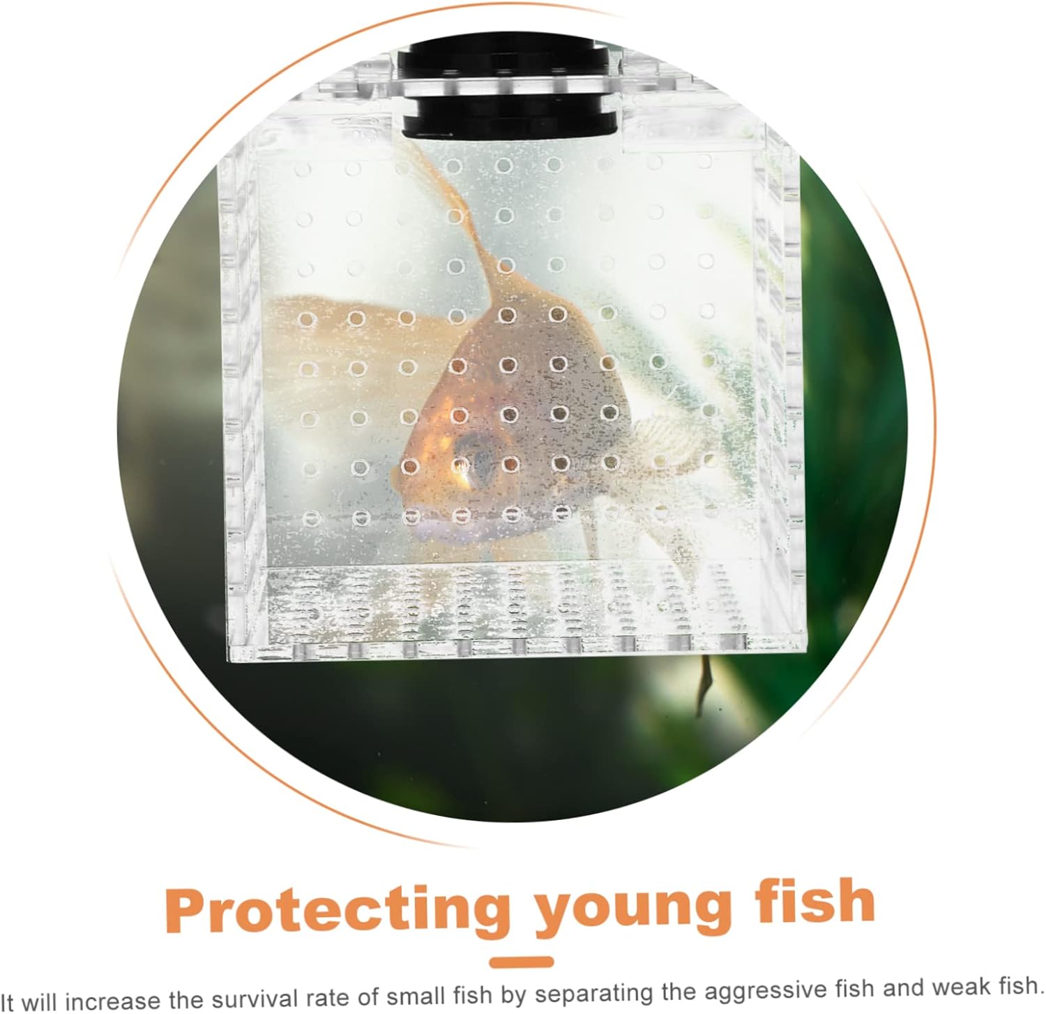 ORFOFE 1pc Fish Isolation Box Breeding Container for Fish Tanks Magnetic Design for Easy Installation for Hatchery Use