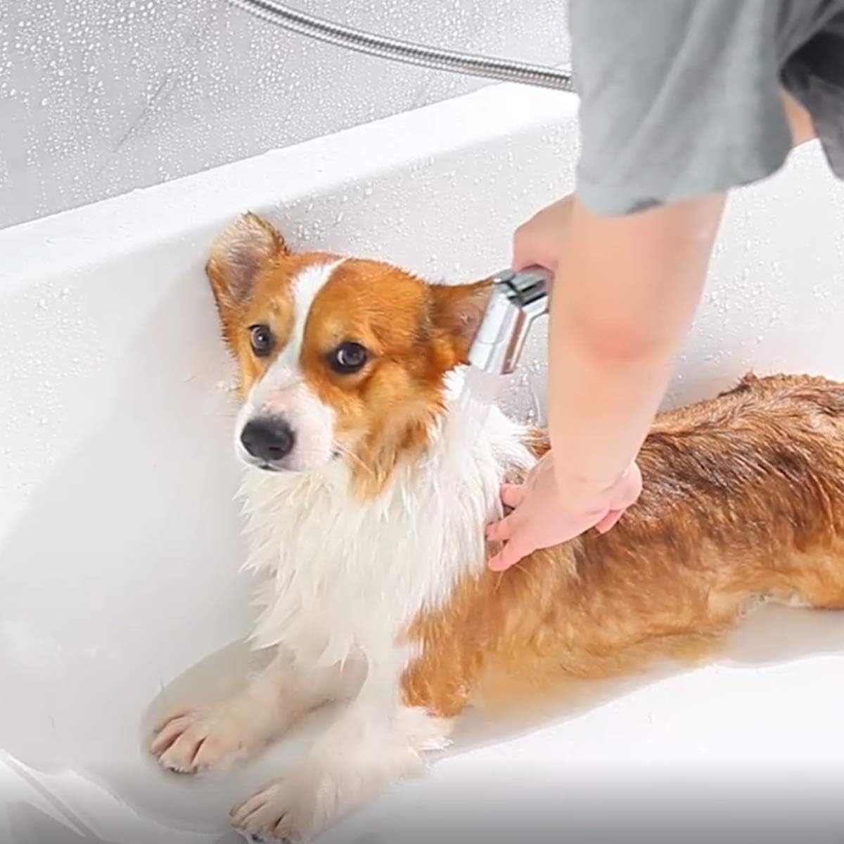 SUMERAIN Pet Shower Sprayer, Dog Shower Attachment with Solid Brass Diverter, Flow regulating Sprayer, 8 Feet Extra Long Hose, Chrome Finish