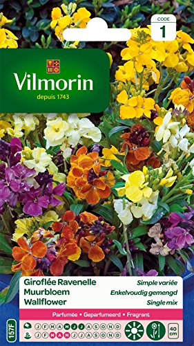 Vilmorin 5293041 Giroflée Multicolore 9 x 0.5 x 16 cm