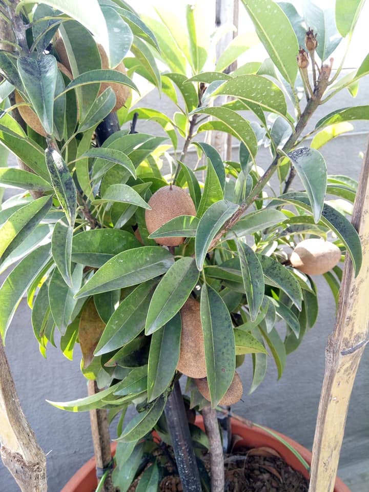 Chiku plant hybrid all seasons (Pack of 1) (B0CS6V4RSP) Amazon Price History, Amazon Price Tracker
